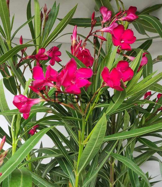Nerium oleander 'Rosso Semplice'